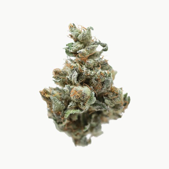 SUBX - Orange Cookies - 1
