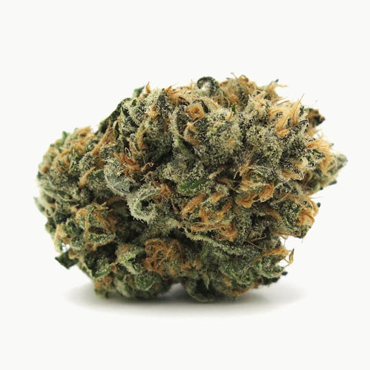 Alternative Medicine Association - Tangerine Dream - 1