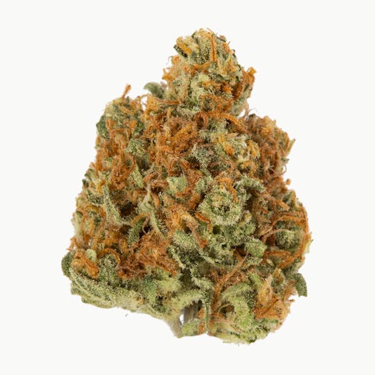 Rebel Spirit - Tangie - 1
