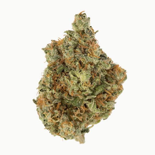 Rebel Spirit - Thunderbird Rose - 1