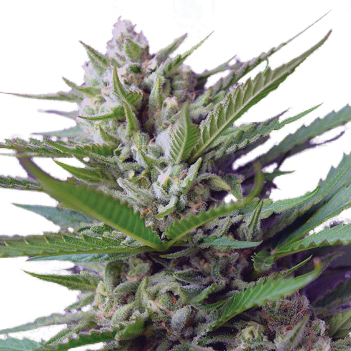 Sweet Seeds - Speed Devil, Auto - 1