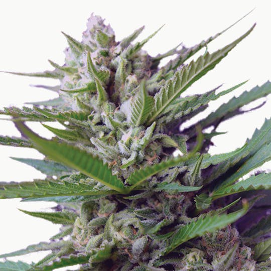 Sweet Seeds - Speed Devil, Auto - 1