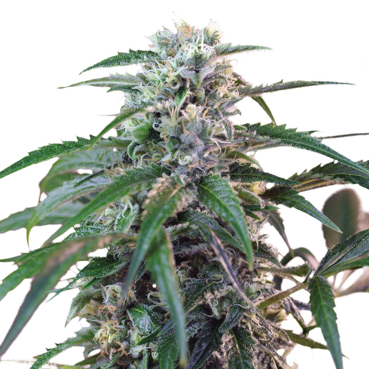 Sweet Seeds - Green Poison, Auto - 1