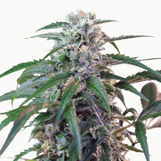 Sweet Seeds - Green Poison, Auto - 1