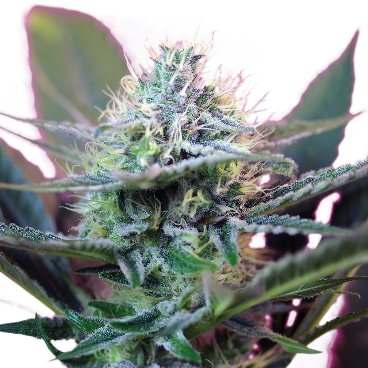 Sweet Seeds - Plus Speed, Auto - 1
