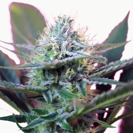 Sweet Seeds - Plus Speed, Auto - 1