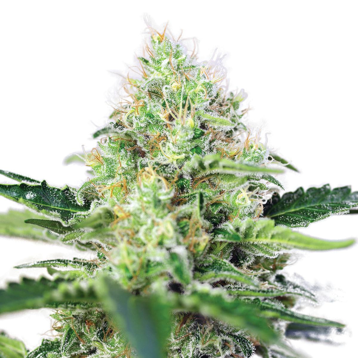 Sweet Seeds - Crystal Candy®, Feminized - 1