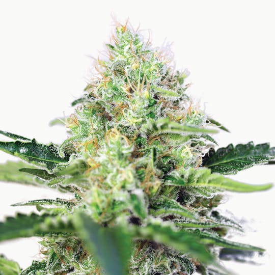 Sweet Seeds - Crystal Candy®, Feminized - 1