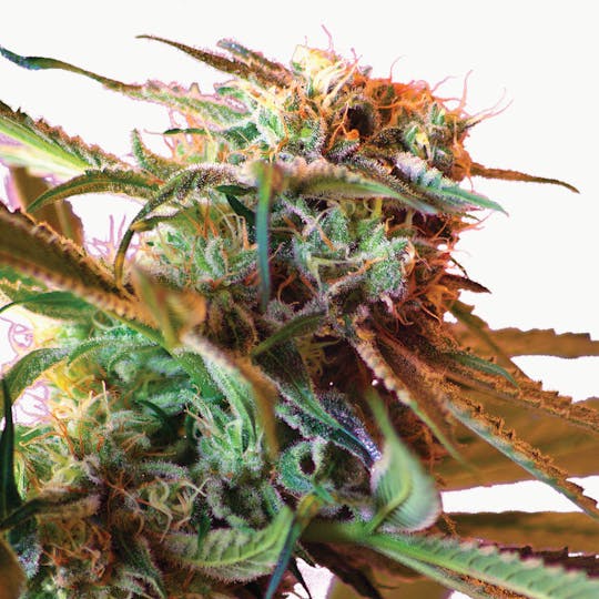 Sweet Seeds - Wild Rose, Feminized - 1
