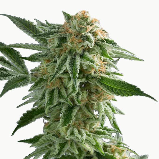 Doc & Yeti Urban Farms - Alien Dawg - 1