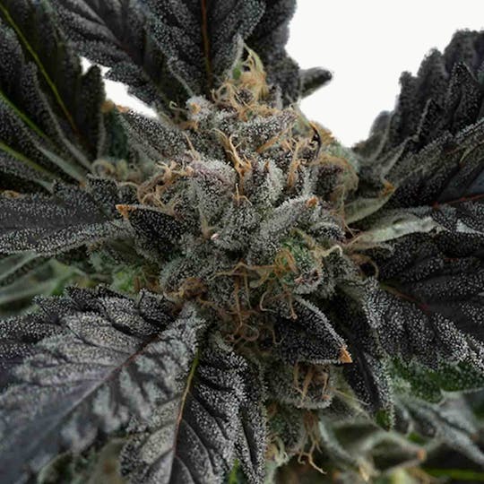 Doc & Yeti Urban Farms - Blueberry Kush - 1