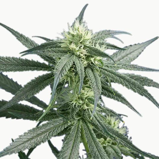 Doc & Yeti Urban Farms - Dutch Treat - 1