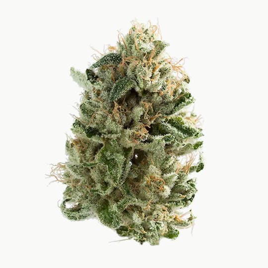 Doc & Yeti Urban Farms - Kush Face - 1