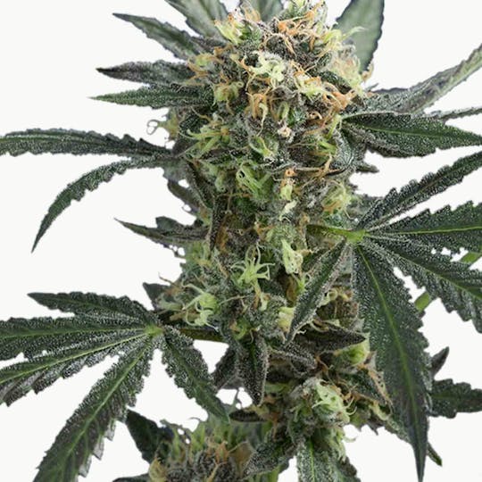 Doc & Yeti Urban Farms - Purple HeadBand - 1