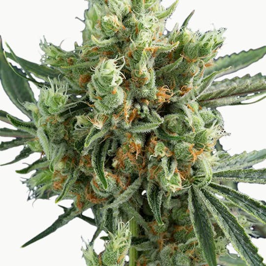 Doc & Yeti Urban Farms - Tangie - 1