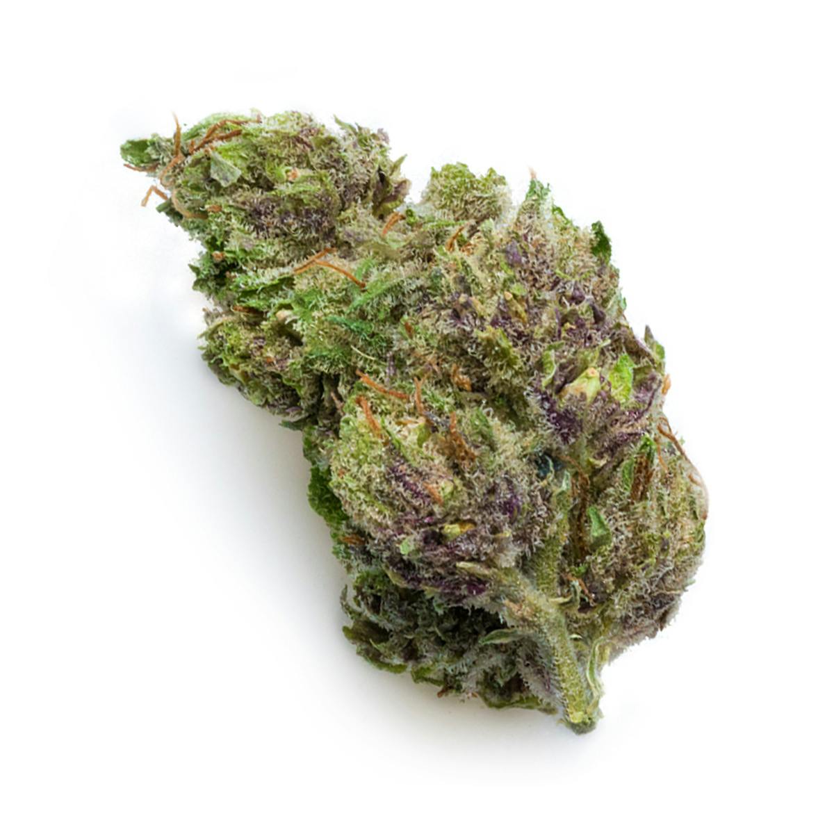 Prūf Cultivar - Master OG - 1