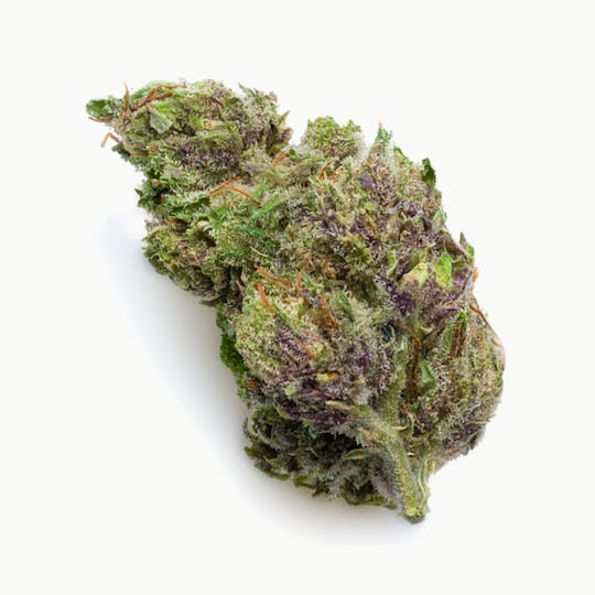 Prūf Cultivar - Master OG - 1