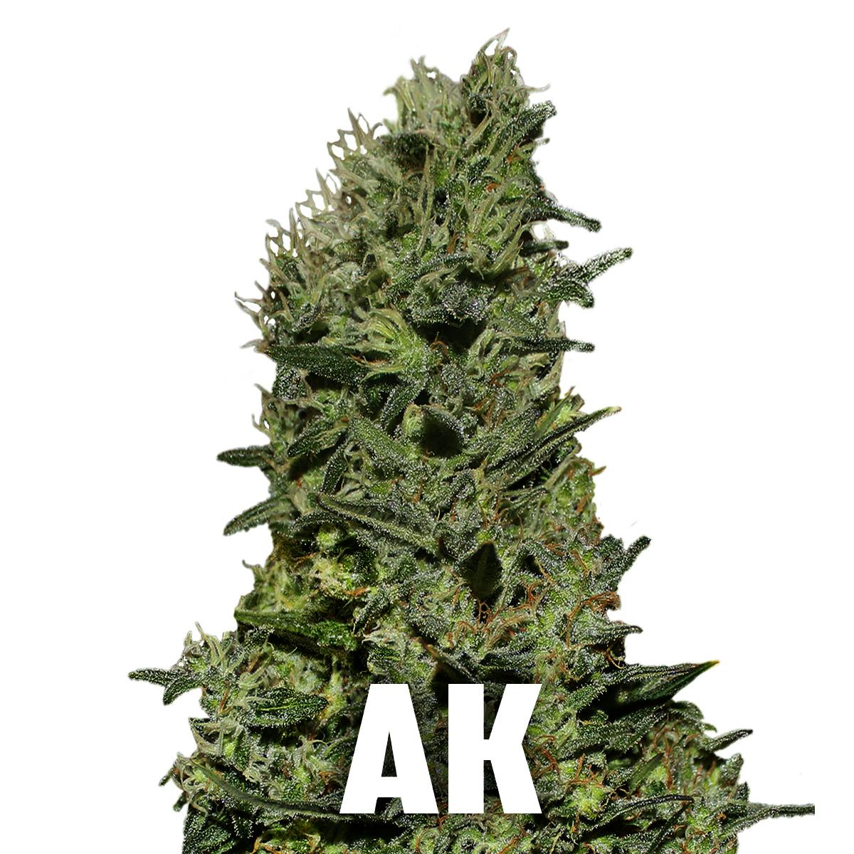 Gea Seeds - AK (Feminized) - 1