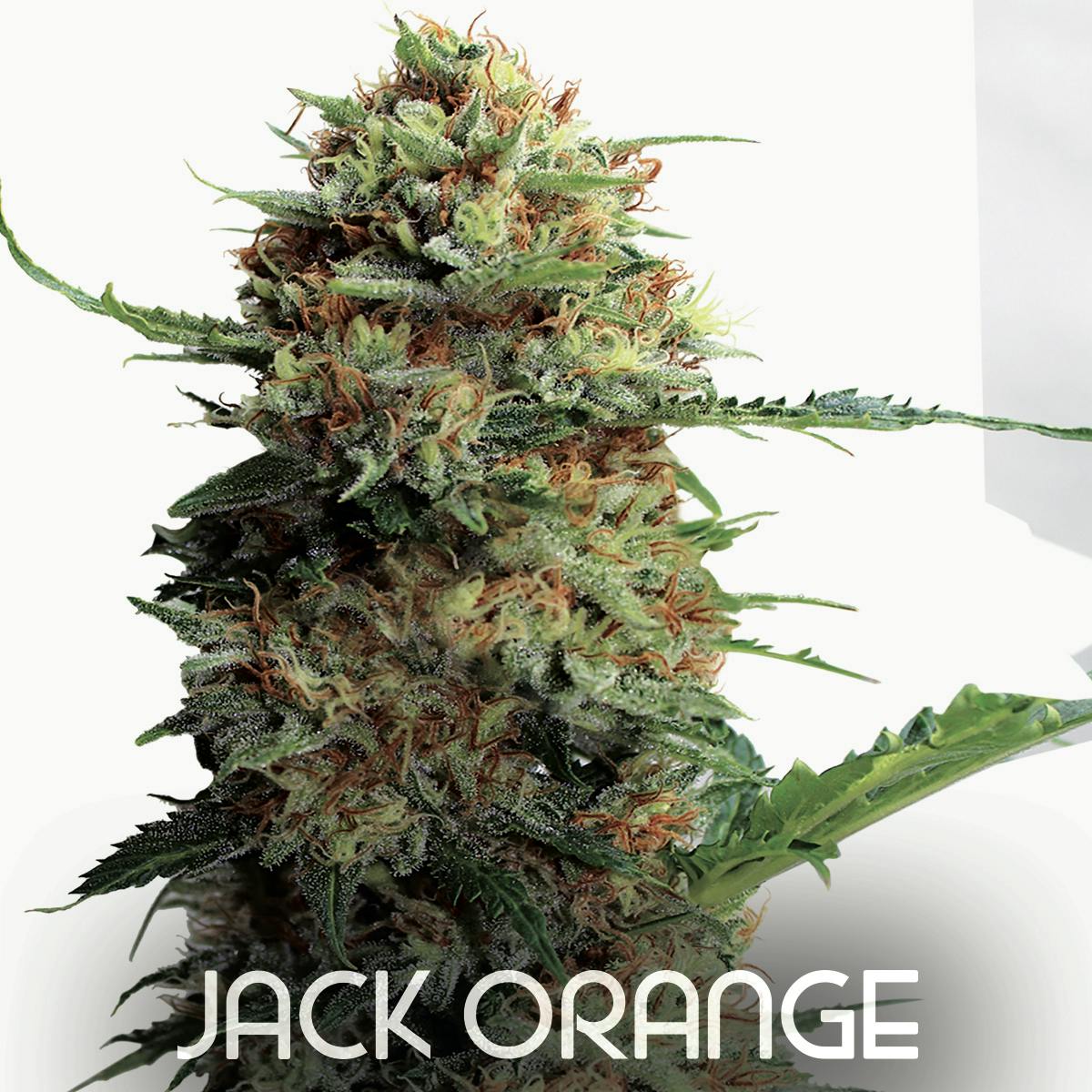 Gea Seeds - JACK ORANGE (Feminized) - 1