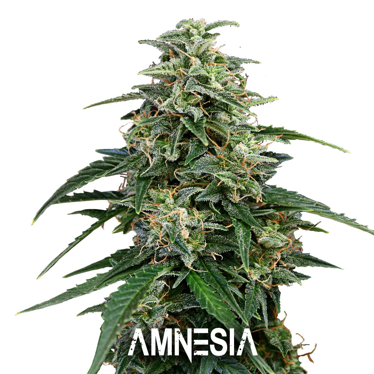 Gea Seeds - AMNESIA (Feminized) - 1