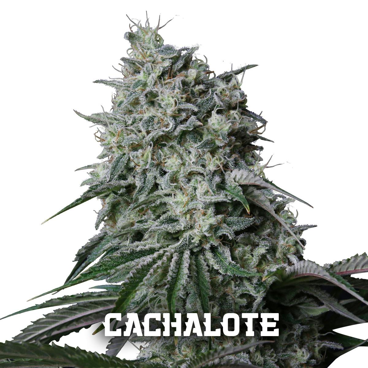Gea Seeds - CACHALOTE (Feminized) - 1