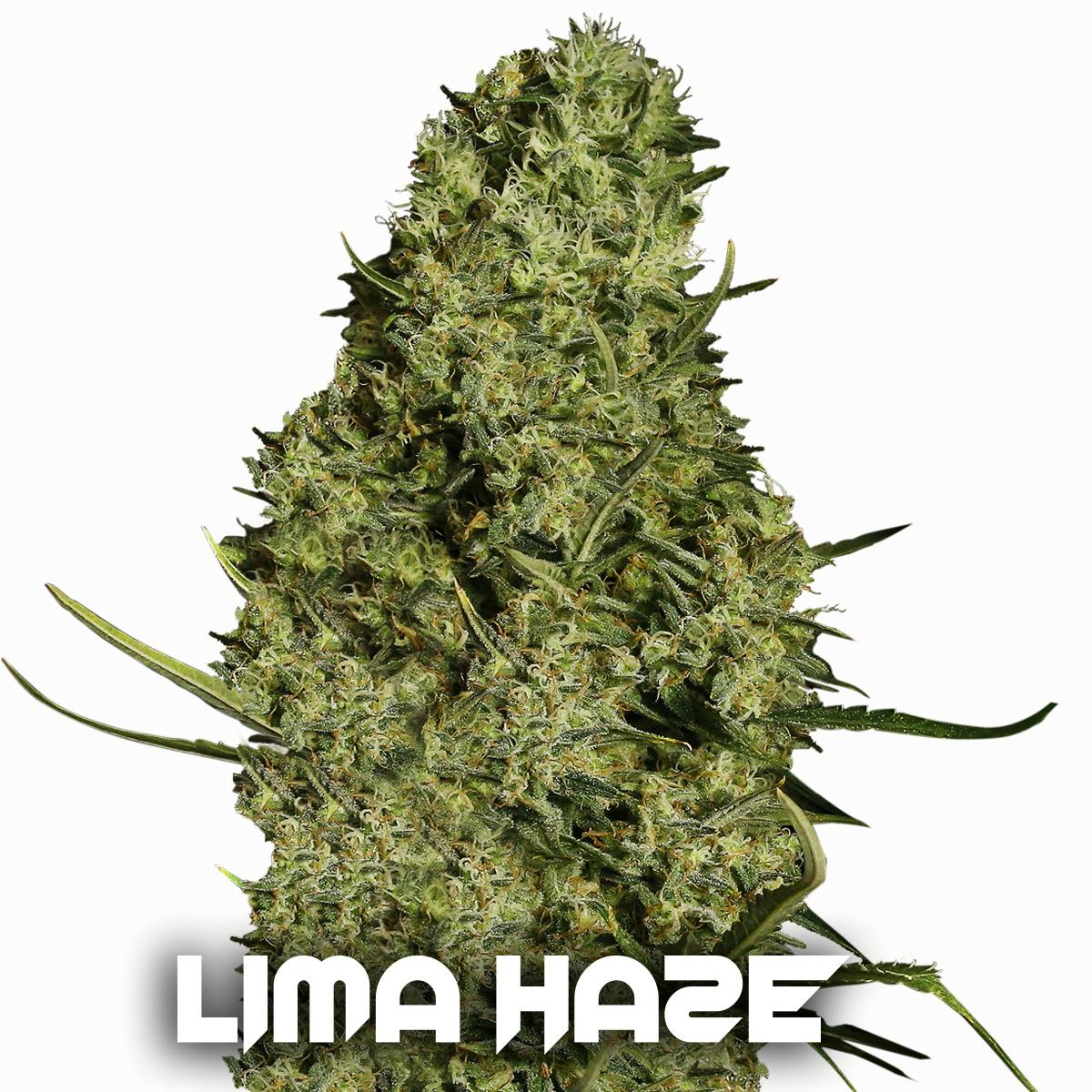 Gea Seeds - LIMA HAZE (Feminized) - 1