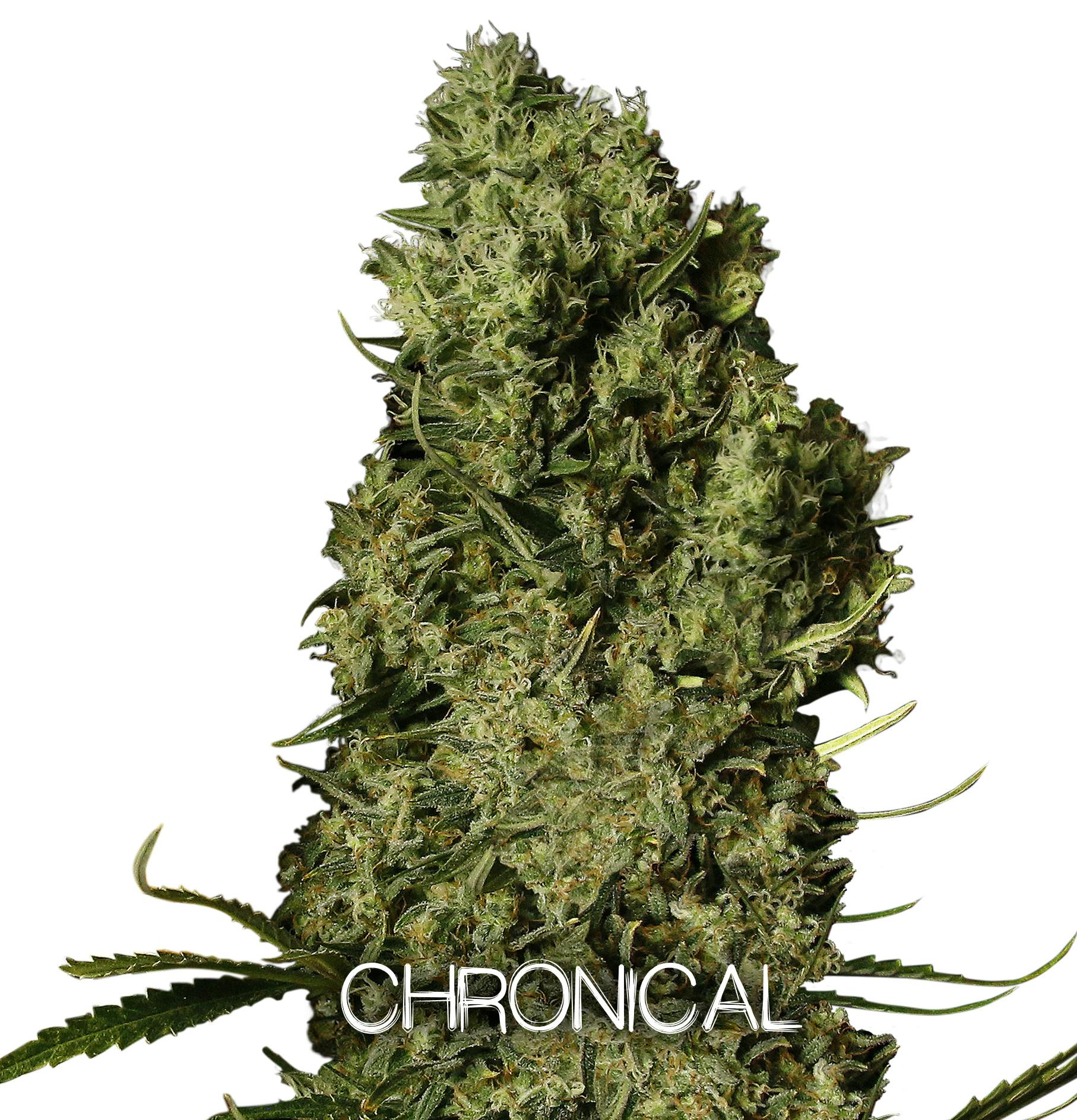 Gea Seeds - CHRONICAL (Feminized) - 1