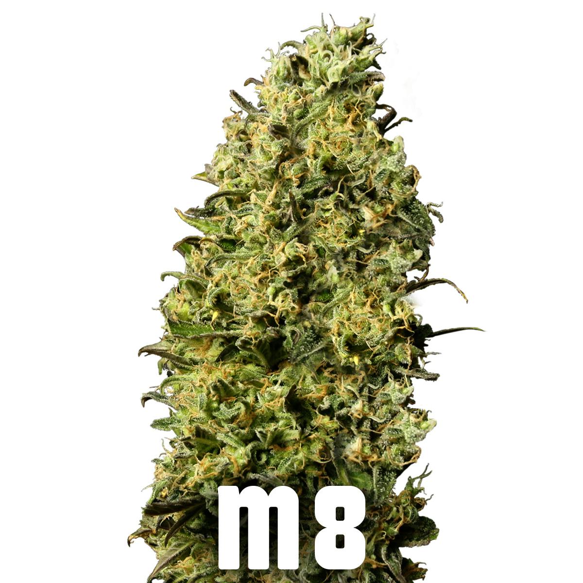Gea Seeds - M8 (Feminized) - 1