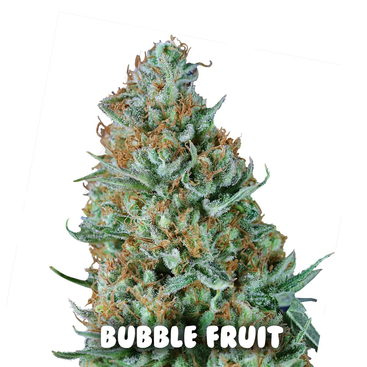 Gea Seeds - BUBBLE FRUIT(Feminized) - 1