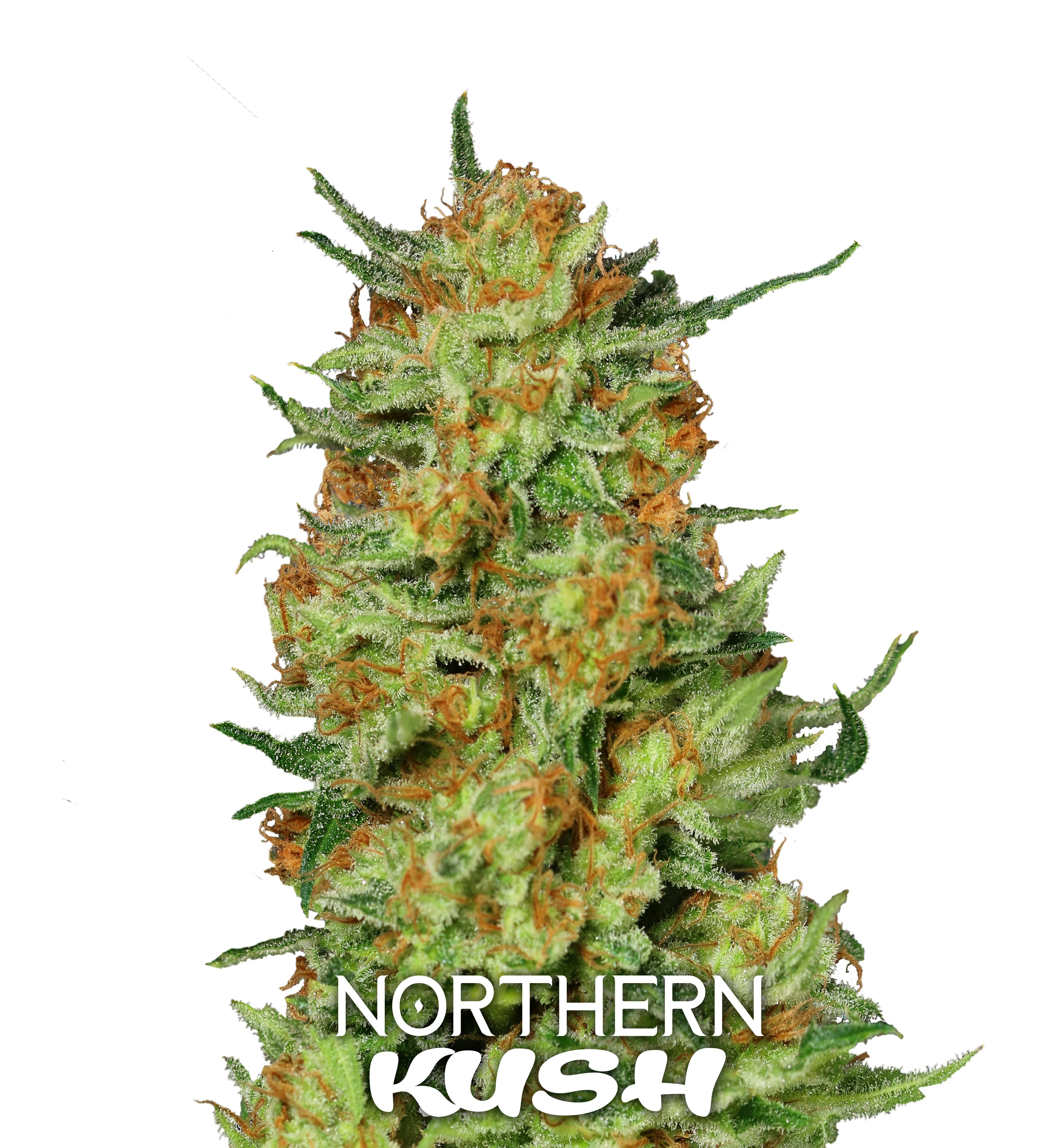 Gea Seeds - NORTHERN KUSH(Feminized) - 1