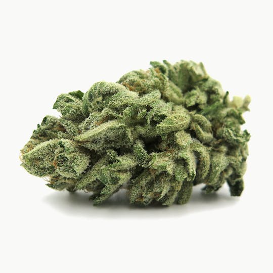 Alternative Medicine Association - Jupiter OG - 1