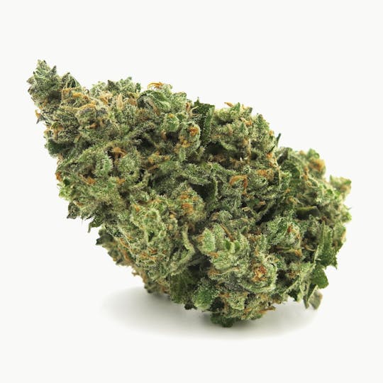 Alternative Medicine Association - Tropic Thunder - 1