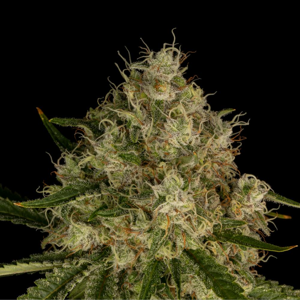 FloraCal Farms - Rollins | Sativa Flower [3.5g] - 1