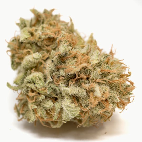 Funky Farms - Northern Thunder - 1