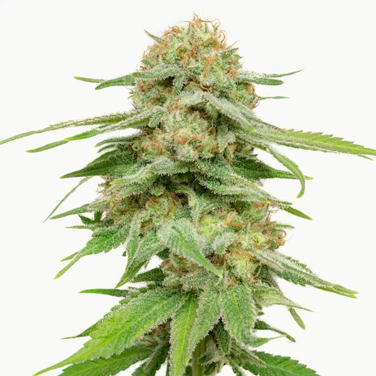 Funky Farms - Harlequin - 1