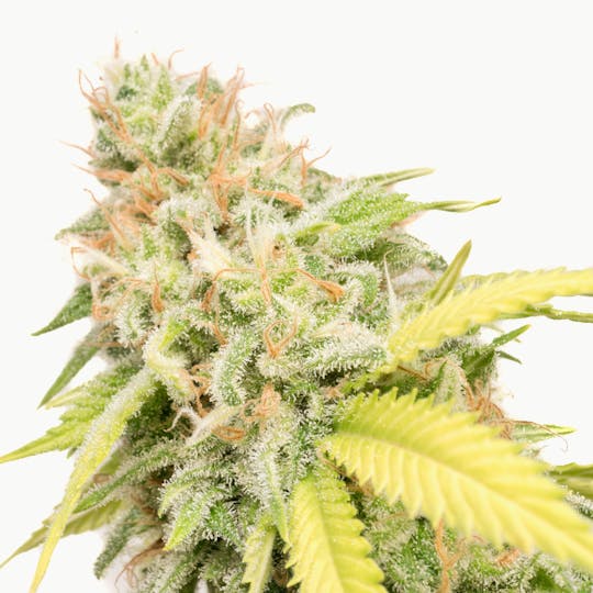 Funky Farms - Orange Kush - 1