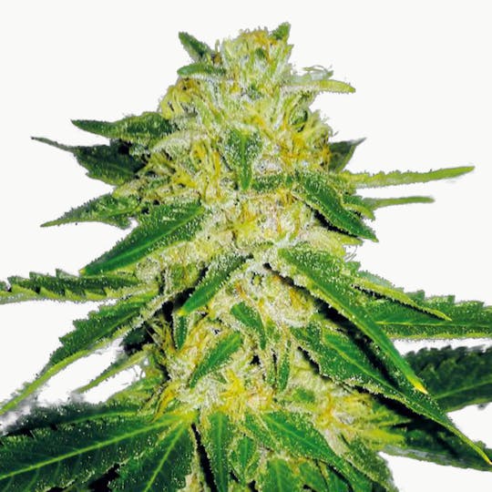 Plantformers Seeds - Pineapple OG (Feminized) - 1