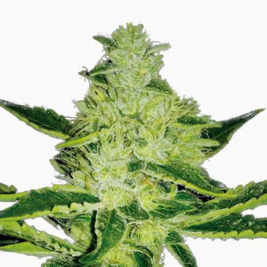 Plantformers Seeds - MR.X Lychee (Regular) - 1