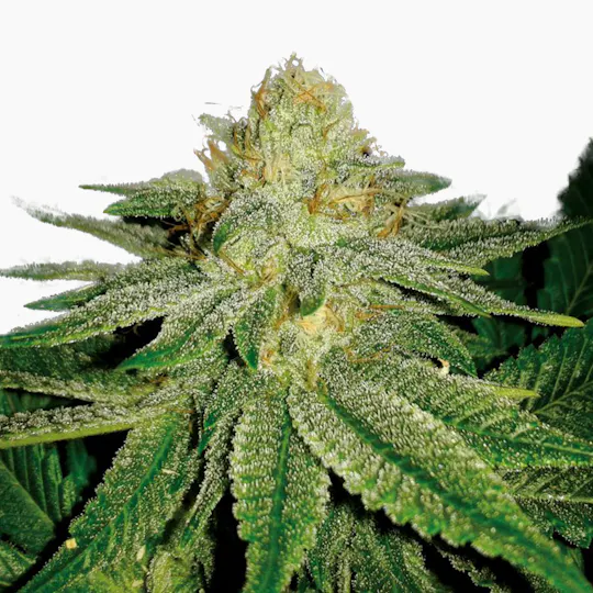 Plantformers Seeds - Sterling Kush (Feminized) - 1