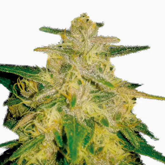 Plantformers Seeds - Zelda Haze (Feminized) - 1