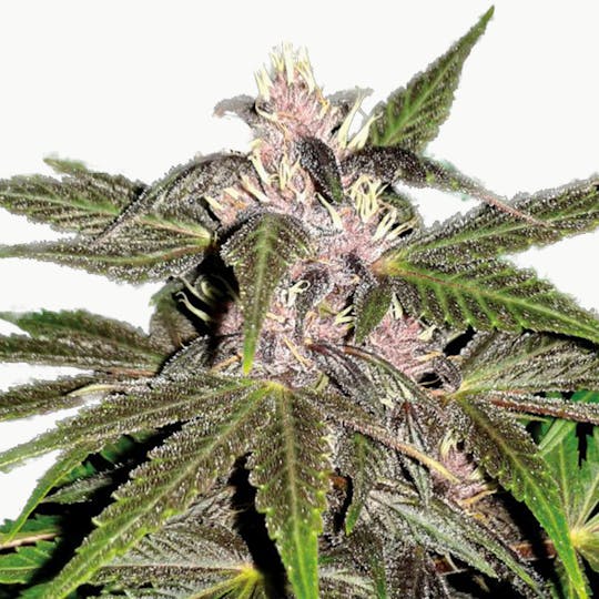 Plantformers Seeds - Violet Haze (Feminized) - 1