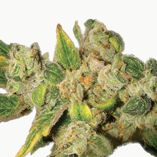 Lady Sativa Genetics - English OG - 1