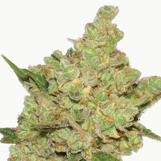 Lady Sativa Genetics - Exodus Fuel - 1