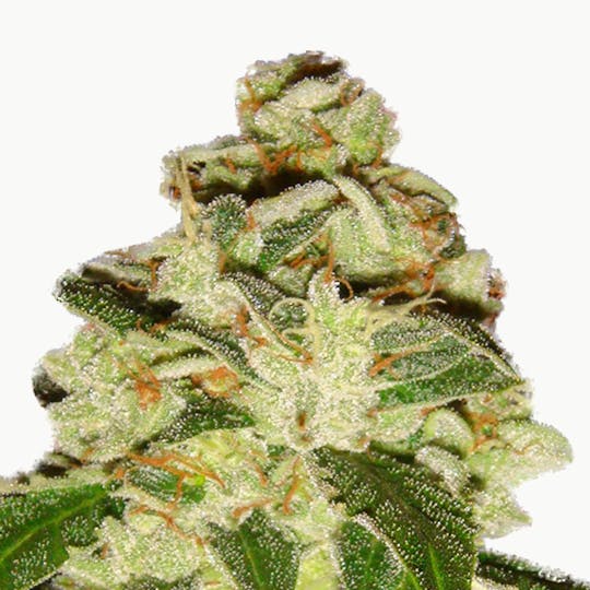 Lady Sativa Genetics - KnightsBridge OG - 1