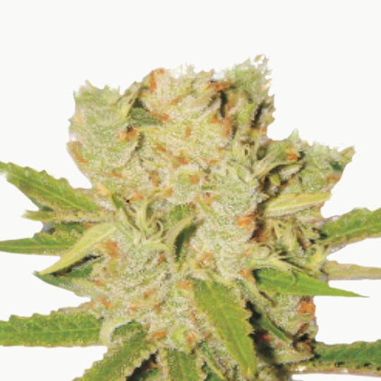Lady Sativa Genetics - KnightsBridge OG Haze - 1