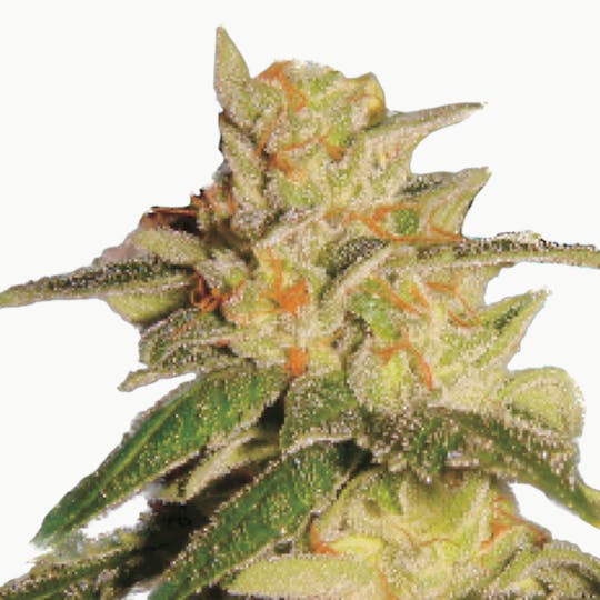 Lady Sativa Genetics - London City Diesel - 1