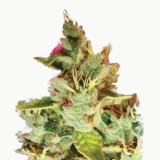 Lady Sativa Genetics - Aphasia Haze - 1
