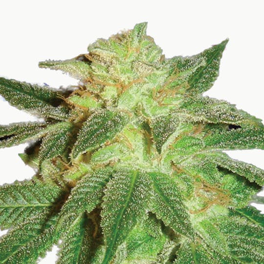 Lady Sativa Genetics - Kensington Kush - 1
