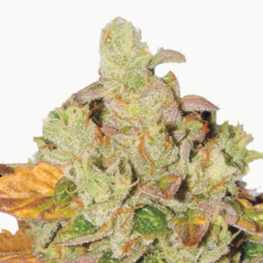Lady Sativa Genetics - Orange Diesel - 1
