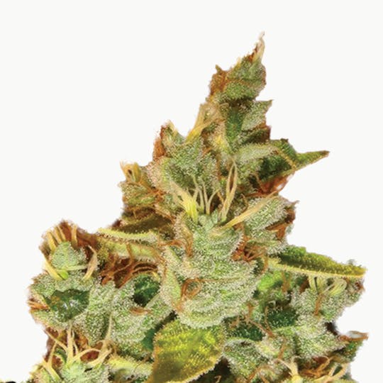 Lady Sativa Genetics - OrangeNesia - 1